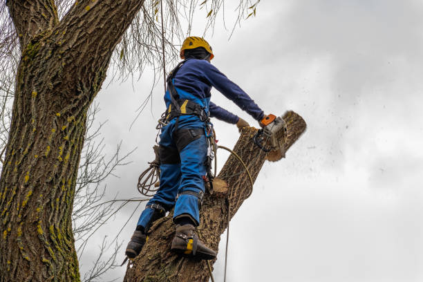 How Our Tree Care Process Works  in  Hallam, PA